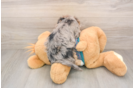 Best Yorkie Poo Baby