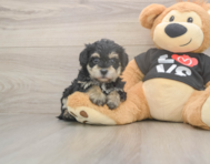 7 week old Yorkie Poo Puppy For Sale - Windy City Pups