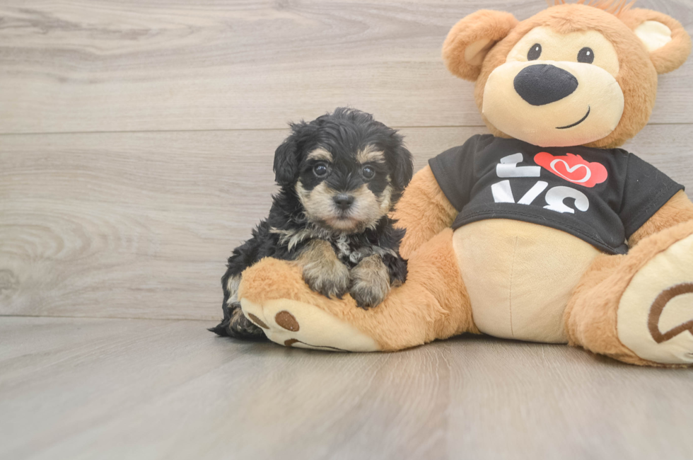 5 week old Yorkie Poo Puppy For Sale - Windy City Pups