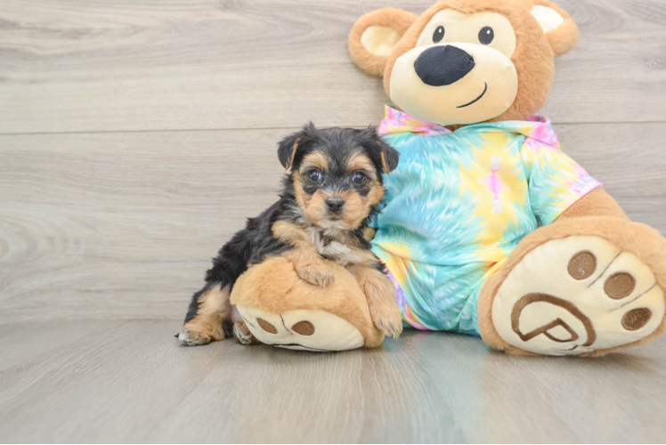 Yorkie Poo Puppy for Adoption