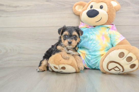 Yorkie Poo Puppy for Adoption