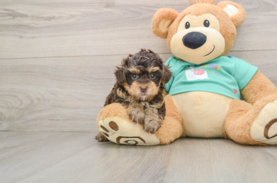 Yorkie Poo Pup Being Cute