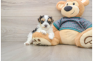 Funny Yorkie Poo Poodle Mix Pup
