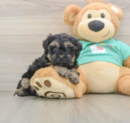 9 week old Yorkie Poo Puppy For Sale - Windy City Pups