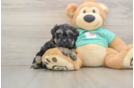 Energetic Yorkipoo Poodle Mix Puppy