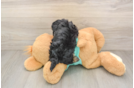 Yorkie Poo Puppy for Adoption