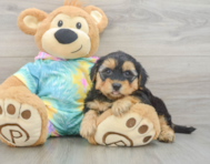 7 week old Yorkie Poo Puppy For Sale - Windy City Pups