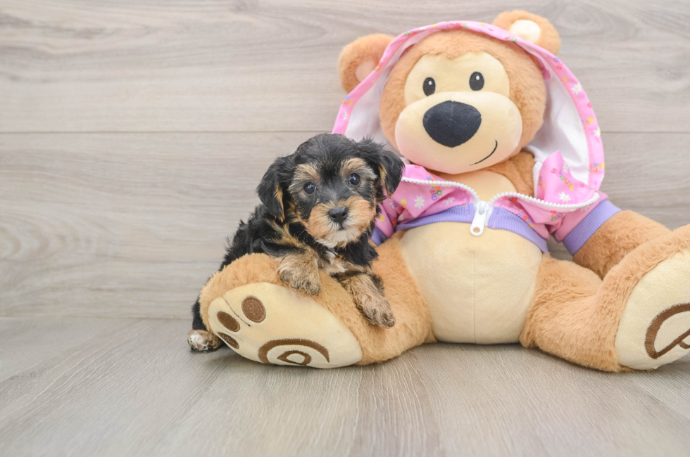 5 week old Yorkie Poo Puppy For Sale - Windy City Pups