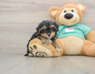 8 week old Yorkie Poo Puppy For Sale - Windy City Pups