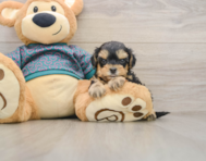 7 week old Yorkie Poo Puppy For Sale - Windy City Pups