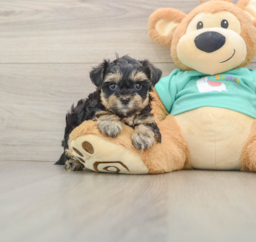 8 week old Yorkie Poo Puppy For Sale - Windy City Pups