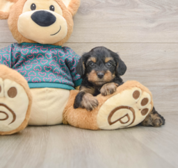 8 week old Yorkie Poo Puppy For Sale - Windy City Pups