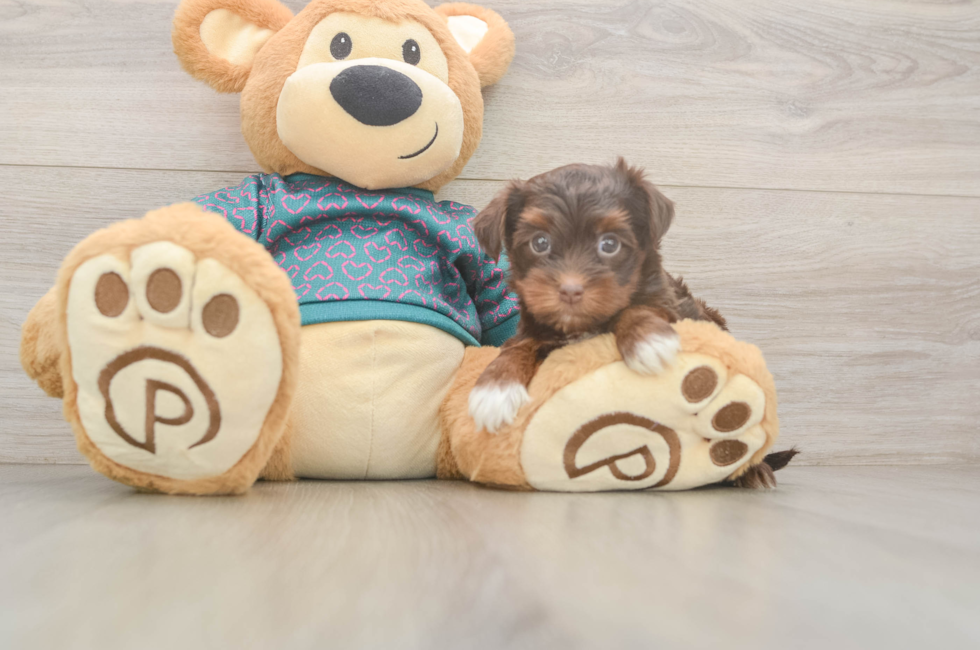6 week old Yorkie Poo Puppy For Sale - Windy City Pups