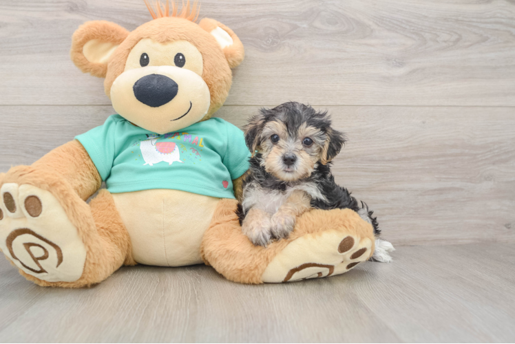 Yorkie Poo Pup Being Cute