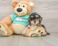 8 week old Yorkie Poo Puppy For Sale - Windy City Pups