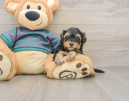8 week old Yorkie Poo Puppy For Sale - Windy City Pups