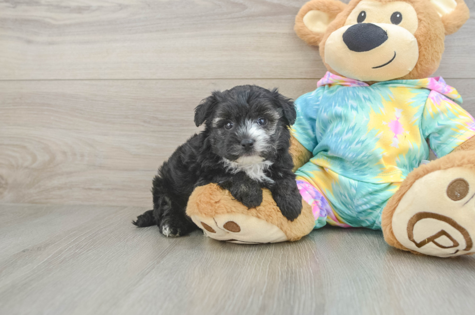5 week old Yorkie Poo Puppy For Sale - Windy City Pups