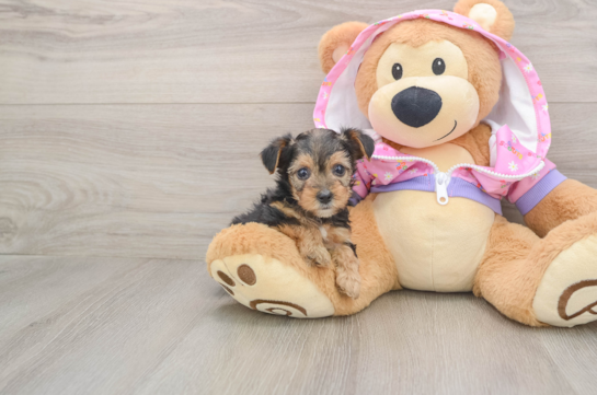 Yorkie Poo Pup Being Cute