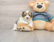 7 week old Yorkie Poo Puppy For Sale - Windy City Pups