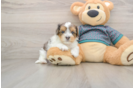 Yorkie Poo Puppy for Adoption