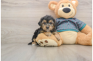 Energetic Yorkipoo Poodle Mix Puppy
