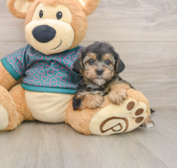 8 week old Yorkie Poo Puppy For Sale - Windy City Pups