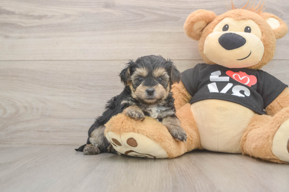 5 week old Yorkie Poo Puppy For Sale - Windy City Pups