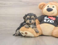 7 week old Yorkie Poo Puppy For Sale - Windy City Pups 7 week old Yorkie Poo Puppy For Sale - Windy City Pups