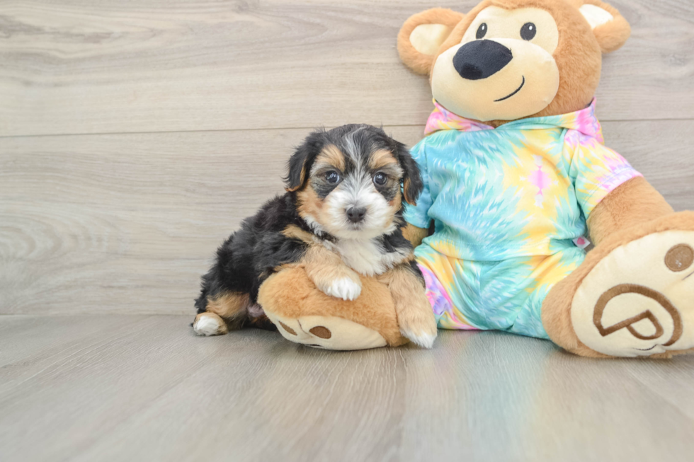 Funny Yorkie Poo Poodle Mix Pup