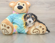 7 week old Yorkie Poo Puppy For Sale - Windy City Pups