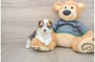Friendly Yorkie Poo Baby