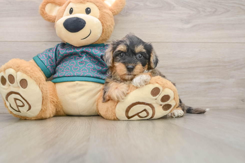 Yorkie Poo Puppy for Adoption