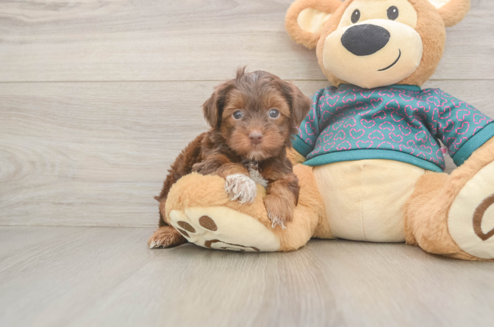 6 week old Yorkie Poo Puppy For Sale - Windy City Pups