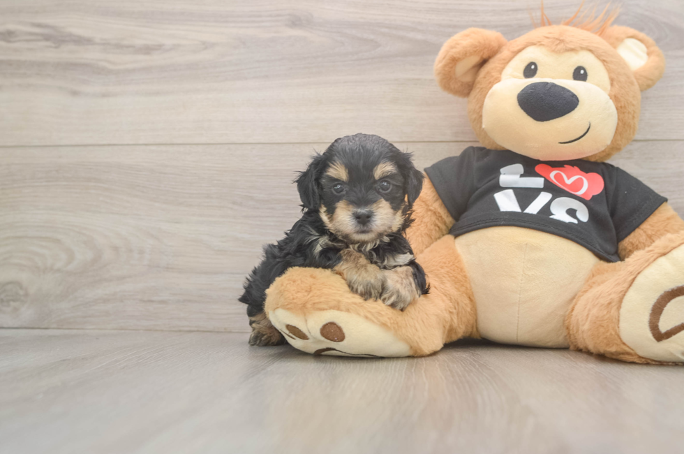 5 week old Yorkie Poo Puppy For Sale - Windy City Pups