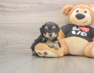 7 week old Yorkie Poo Puppy For Sale - Windy City Pups 7 week old Yorkie Poo Puppy For Sale - Windy City Pups