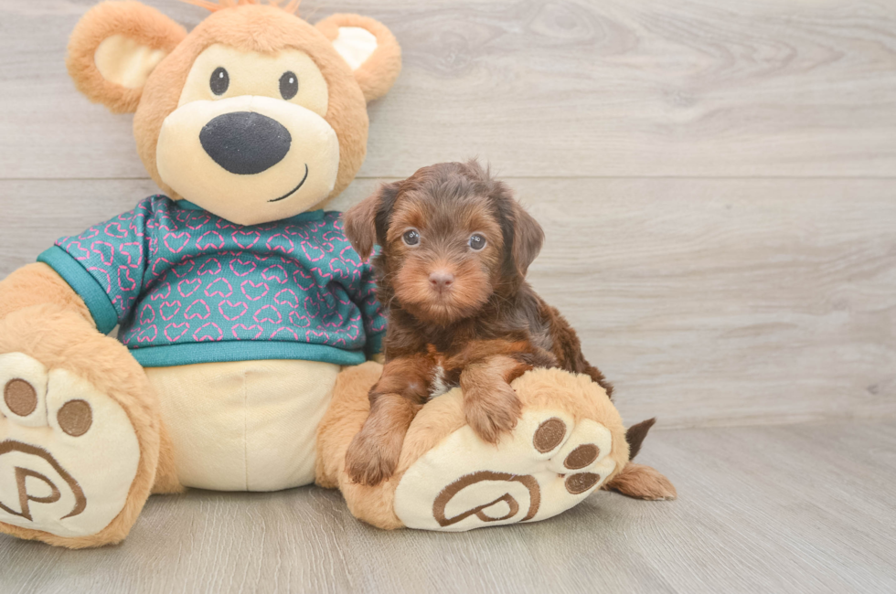 6 week old Yorkie Poo Puppy For Sale - Windy City Pups