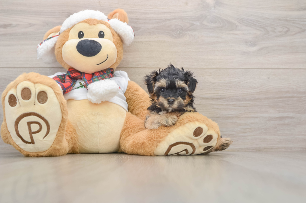 6 week old Yorkie Poo Puppy For Sale - Windy City Pups