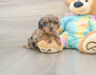 8 week old Yorkie Poo Puppy For Sale - Windy City Pups