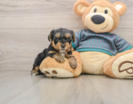 8 week old Yorkie Poo Puppy For Sale - Windy City Pups