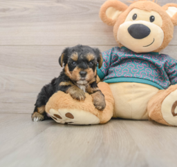 7 week old Yorkie Poo Puppy For Sale - Windy City Pups