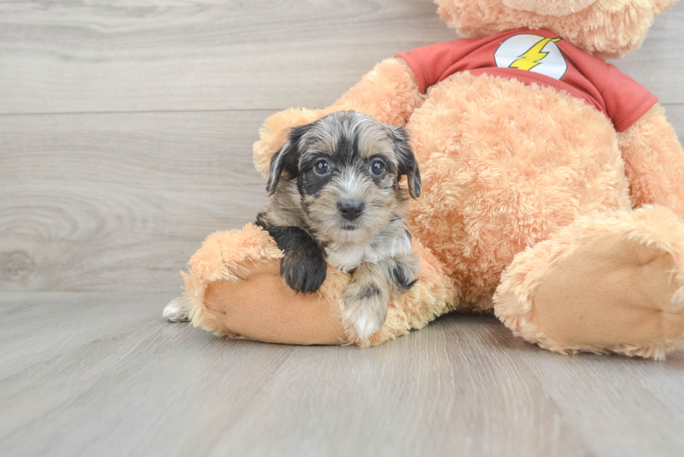 Playful Yorkie Doodle Poodle Mix Puppy