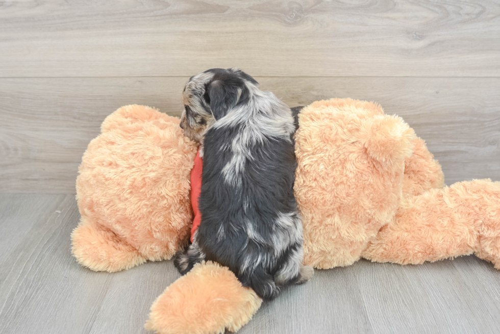 Yorkie Poo Pup Being Cute