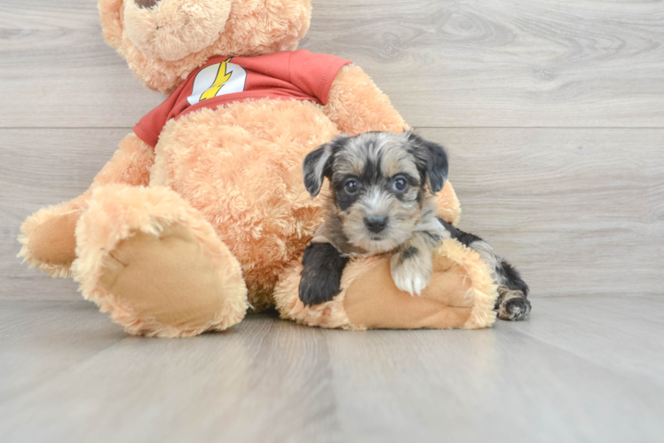 Hypoallergenic Yorkie Doodle Poodle Mix Puppy