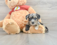 8 week old Yorkie Poo Puppy For Sale - Windy City Pups