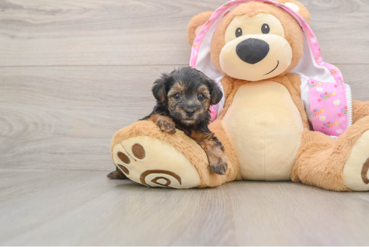 Yorkie Poo Puppy for Adoption