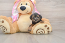 Sweet Yorkie Poo Baby
