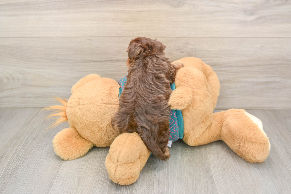 Yorkie Poo Pup Being Cute