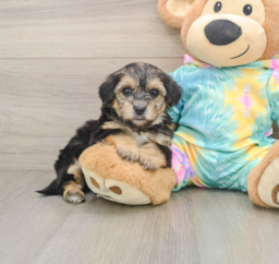 6 week old Yorkie Poo Puppy For Sale - Windy City Pups