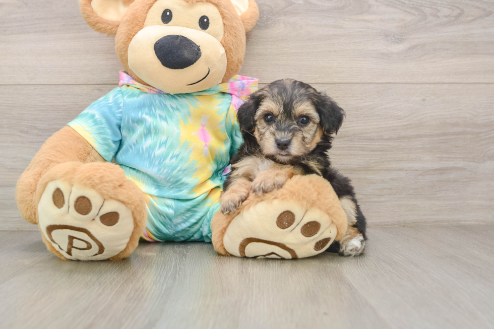 Yorkie Poo Puppy for Adoption