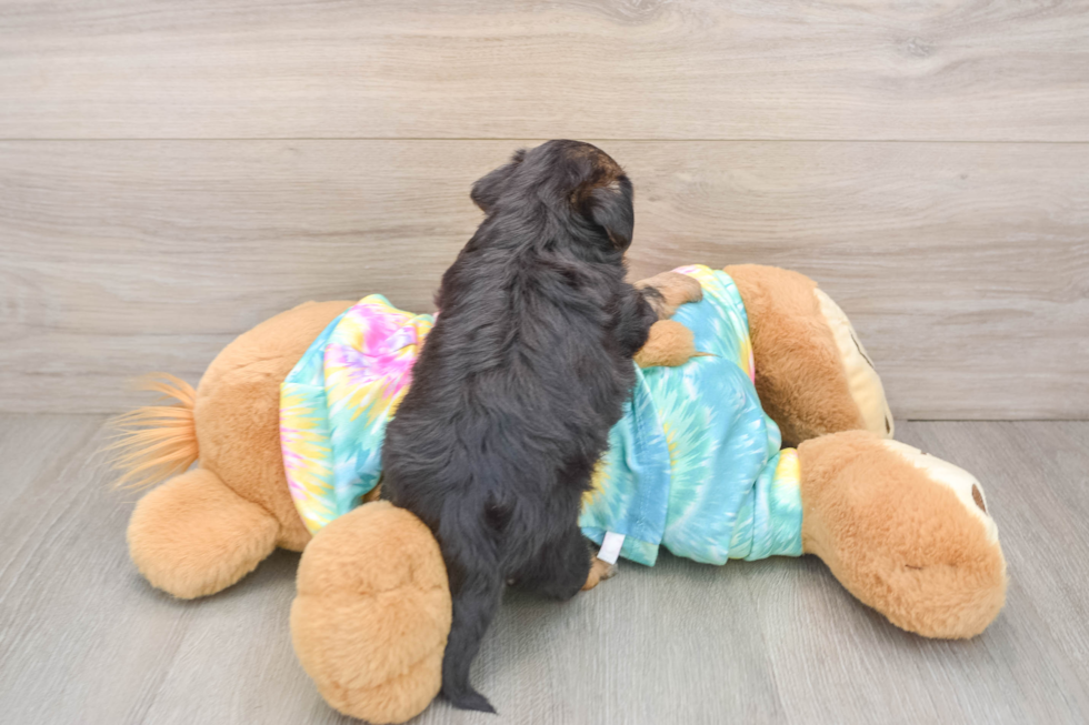 Little Yorkie Poodle Mix Poodle Mix Puppy
